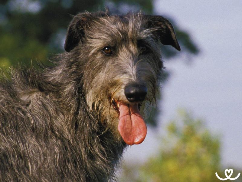 Psi-plemeno-deerhound (10)